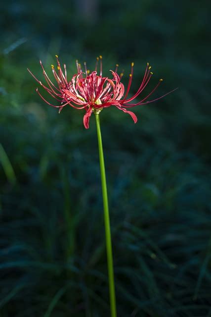 彼岸花圖|超过 3100000 张关于“彼岸花‘”和“花”的免费图片